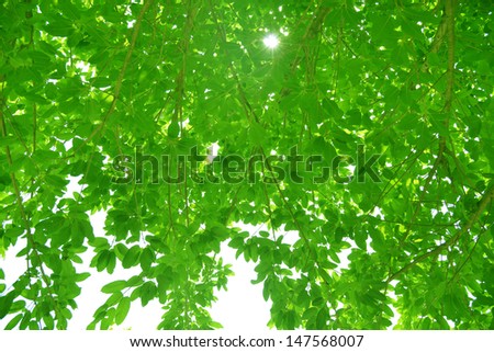 Similar – Image, Stock Photo summer resort Light Green