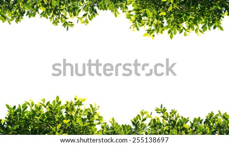 banyan green leaves isolated on white background