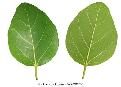Banyan Leaf Isolated on white background.