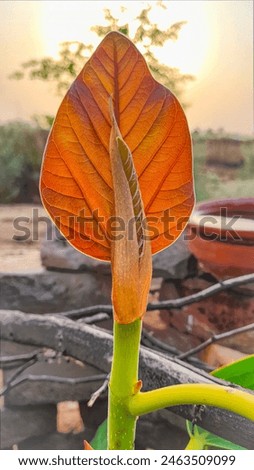 The banyan leaf is large, glossy, and deeply veined, with a distinctive broad shape resembling an inverted heart. It's commonly associated with the banyan tree, revered in many cultures for its symbol