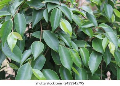 Banyan Leaf Morphology The leaves of this banyan plant are oblong or oval, with a blunt leaf base and on the edges of the leaves look even and smooth
