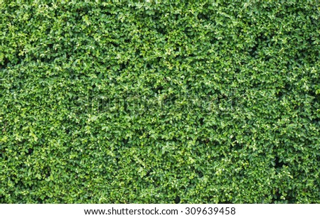 Banyan leaves green wall background