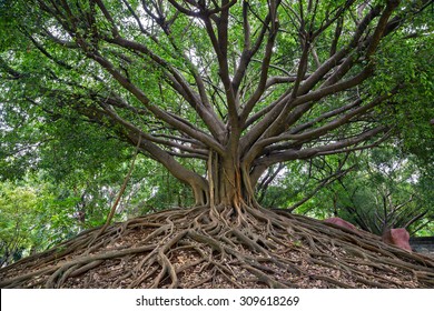 the banyan tree.