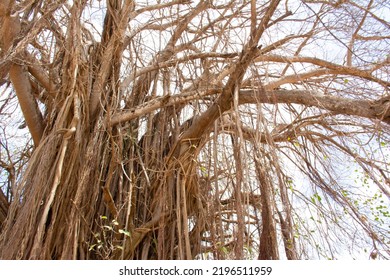 The Banyan Tree In Africa, A Rare Species Of Trees.