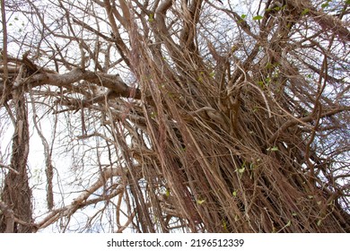 The Banyan Tree In Africa, A Rare Species Of Trees.