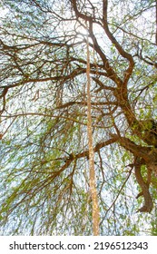 The Banyan Tree In Africa, A Rare Species Of Trees.