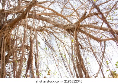 The Banyan Tree In Africa, A Rare Species Of Trees.