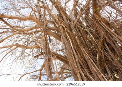 The Banyan Tree In Africa, A Rare Species Of Trees.