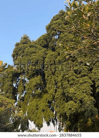 Banyan tree in the cemetry