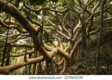Banyan tree (ficus benghalensis) species of fig tree, found in Koko Crater Botanical Gardens on Oahu, Hawai'i. 