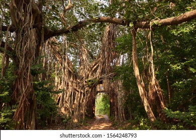 Banyan tree, Forrest Fort Gate ranthambore sawai modhpur 