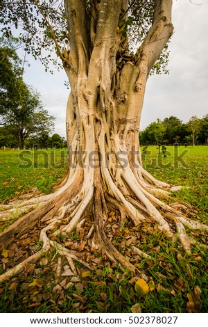 A banyan tree has a strong root system can grow roots go farther.