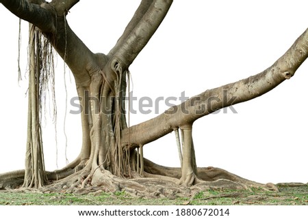 The banyan tree has wide roots and it also has aerial roots that can grow into a trunk. The tree picture has been cut out from the background, put on a white background, ready to use. 