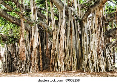 Banyan tree in Honolulu Hawaii USA