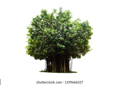banyan tree isolated on white background include clipping path,The tree of tropical rainforest
