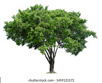 Banyan Tree Isolated On White Background.
