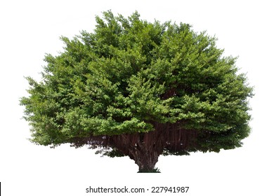 Banyan Tree Images, Stock Photos & Vectors | Shutterstock