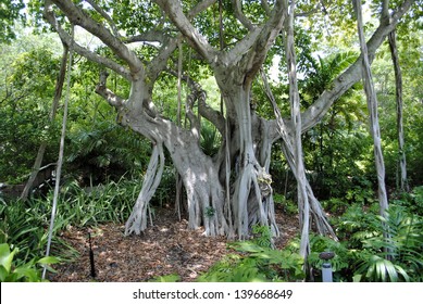 Banyan Tree Latin Name Ficus Benghalensis