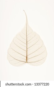 banyan tree leaf venation (bodhi tree)