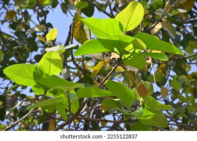 Banyan Tree Leaves Against Light