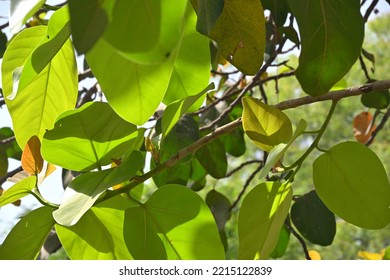 Banyan Tree Leaves Against Light