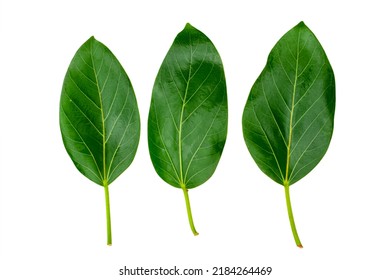 Banyan Tree Leaves Isolated On White Background. Natural Green Leaf