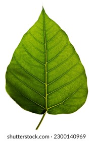 banyan tree leaves isolated on white background png. natural green leaf without bg