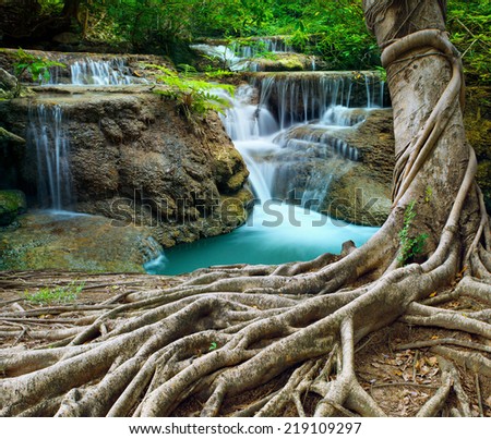banyan tree and limestone waterfalls in purity deep forest use natural background,backdrop