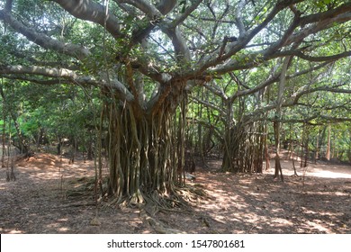 Banyan Tree Is One Of The Biggest Trees In India. 