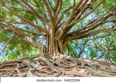 the banyan tree in the park