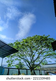 Banyan Tree At Purwakarta Plered Market