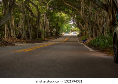 Banyan Tree Road Stuart Florida Martin County