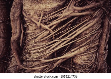 339 imágenes de Aggressive root system - Imágenes, fotos y vectores de ...