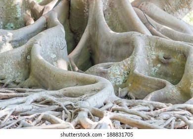 Banyan Tree Roots