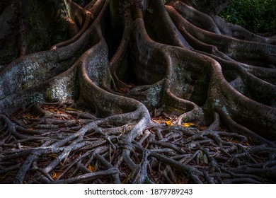 Banyan Tree Roots Creeping Forward