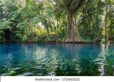 Banyan Tree Rots Lush Rainforest Around Stock Photo 1715653213 ...