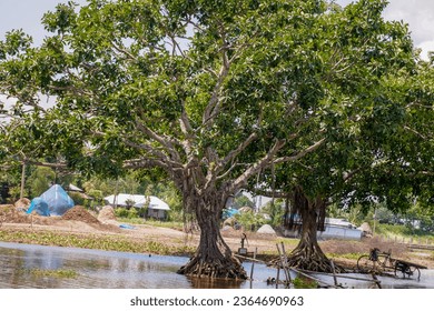 Banyan tree at the shore of a lake. - Shutterstock ID 2364690963
