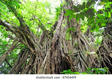 Banyan Tree, Tanna, Vanuatu