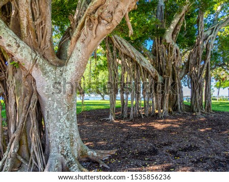Banyan Tree tropical Indian fig tree Ficus benghalensis in Bayfront Park on the waterfront of Sarasota Florida
