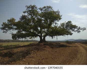 Indian। Banyan Tree View With Sky And Road