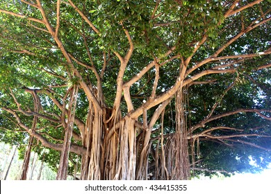 35,854 Image of banyan tree Images, Stock Photos & Vectors | Shutterstock