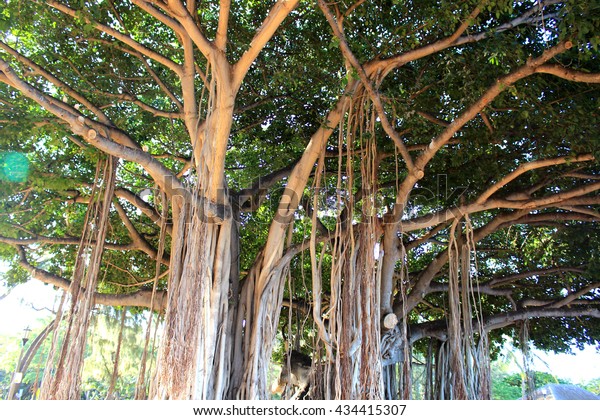 Banyan tree in Waikiki beach Hawaii