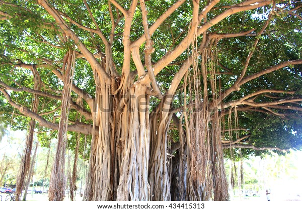 Banyan Tree Waikiki Beach Hawaii Stock Photo 434415313 | Shutterstock