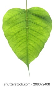 Banyan Leaf Images, Stock Photos & Vectors | Shutterstock