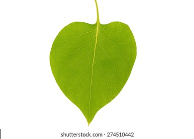 Banyan Tree Young Leaf, Ficus Religiosa Plant