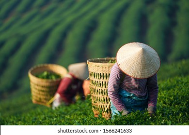 BAO LOC, VIETNAM - April, 2018: Farmers collecting tea at Bao Loc, Lam Dong, Vietnam.