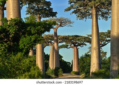 Baobab Alley , Madagascar Nature, 