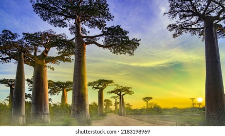 Baobab Alley Sunrise, Madagascar Nature