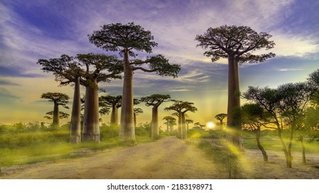 Baobab Alley Sunrise, Madagascar Nature