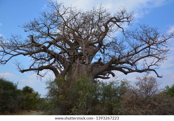 Baobab Boaboa Bottle Upsidedown Photo (Edit Now) 1393267223